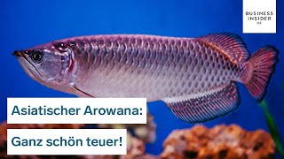 300000 Dollar für einen Fisch Darum kostet der Drachenfisch so viel  Ganz schön teuer [upl. by Baerman55]