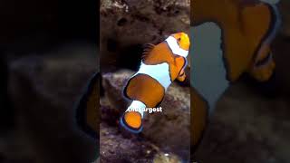 Cool fact about clownfish  fish facts [upl. by Ellehcal]