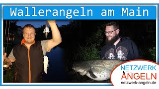 Erfolgreiches Wallerangeln am Fluss Main mit Tauwurm und Calamari [upl. by Leonard]