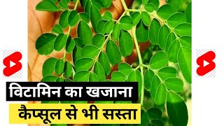 Moringa Herb Plant  इस पौधे के आगे कैप्सूल भी फेल है  Home Garden shorts [upl. by Mafalda]