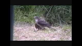 Sparrowhawk Vs Magpies [upl. by Aij520]