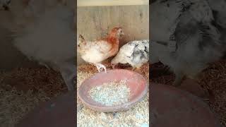 Golden misri chicks 2 month oldchicks [upl. by Trebled]