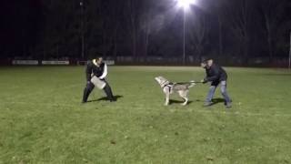 Protection with Czechoslovakian Wolfdog  helper Miroslav Tomic [upl. by Jacklyn]