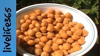 How toEat Chickpeas Garbanzo Beans [upl. by Tterraj715]