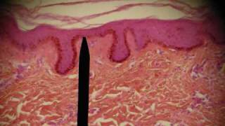 EPITHELIAL TISSUES HISTOLOGY ANATOMY Skin Intestine Professor Fink [upl. by Aidnama]