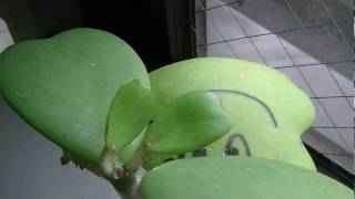 The Growth of Plant 4  Hoya kerrii timelapse 1t  40sec [upl. by Elita]