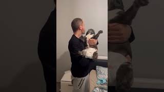 Bulldog dors jusqu’à 10h00 😂😅 shorts humour dog bulldog viralvideo ￼ [upl. by Valenza]