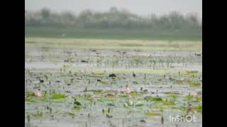 390 Pheasanttailed Jacana Hydrophasianus chirurgus September 2024 [upl. by Enitnatsnoc]