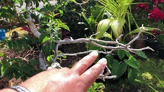 Growing RANGOON CREEPER Quisqualis IndicaCombretum Indicum Update [upl. by Nnauol]