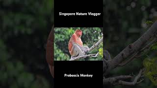 🐒 Proboscis Monkey at Kinabatangan River at Malaysia [upl. by Atsahc]