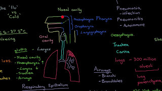 Influenza Part 4 [upl. by Lonnie]