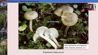 entoloma lecture3 [upl. by Inatirb]