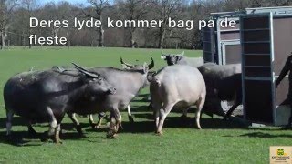 Dyr kommer på savannen [upl. by Koenraad]