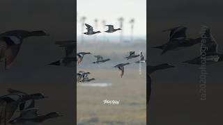 The American wigeonducks wigeon flying wildlife [upl. by Akemahs568]