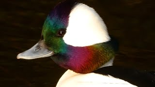 Bufflehead duck call sound courtship diving [upl. by Hairem]