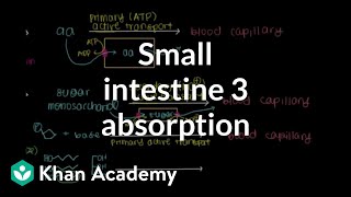 Small intestine 3 Absorption  Gastrointestinal system physiology  NCLEXRN  Khan Academy [upl. by Renny]