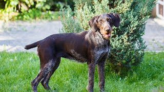 Grooming Tips for German Wirehaired Pointers [upl. by Alarise]