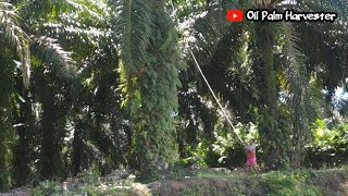 How to harvest oil palm fruit on high oil palm trees [upl. by Sawyer]