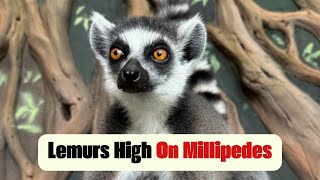 Lemurs High On Millipedes [upl. by Robb]