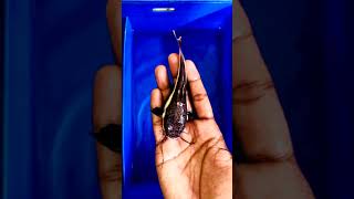 Redtail Catfish ന് Feed ചെയ്യേണ്ടത് എപ്പോൾ🐟 shortsfeed shorts monsterfish fish [upl. by Xylina92]