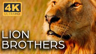 Lions Kings of the Savannah  Roar of the Wild Ep 1  4K UHD Documentary [upl. by Natascha79]