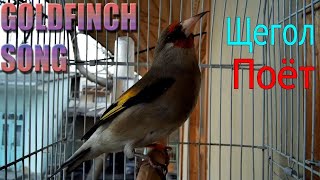 Switty cheveral goldfinch Wild goldfinch song from Algeria 2 birds [upl. by Smailliw]