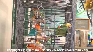 Wrigley the Amazon Parrot Sings Happy Birthday [upl. by Nelyk]