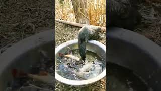 Great Black Cormorant Birds🐦Eating😱Big Fish  fishing cormorant shorts [upl. by Othe]