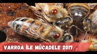 Bölüm15 Varroa ile mücadele 2017 [upl. by Sheree]