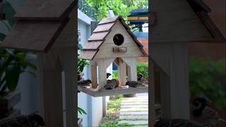 CREATE Your Own Bird Feeder at Home in Minutes [upl. by Mildred]