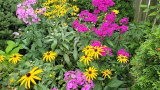 The Perennial That Brightened Up My Summer Garden  Garden Phlox [upl. by Anerahs330]