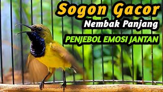 PANCINGAN SOGON GACOR NGKLEPER SUARA BURUNG SOGON BIKIN NGAMUK SOGON TROTOL METALIK EMOSI 68 [upl. by Abrahams116]