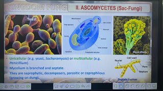 Biological classification Type of Fungi Basidiomycetes Deuteromycetes amp Phycomycetes [upl. by Nivac]