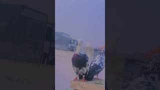 Pigeon Attitude 😈😈🤬🔥🔥 bird kabootar attitude [upl. by Joselyn465]