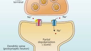 AMPA and NMDA Receptors [upl. by Goldston]