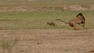 Lion and Jackal Encounter in the Kalahari Khalagadi [upl. by Tacita487]