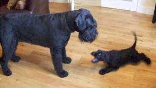 My New Giant Schnauzer Puppy Plays With Arnie [upl. by Farrell]