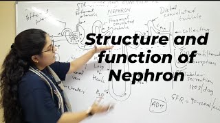 Structure and function of Nephron Main unit of Kidney Biology Budding Champs 🏆 [upl. by Werdma]