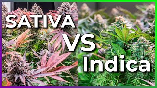 Indica Vs Sativa Answering Most Common Questions About Cannabis amp Marijuana shorts sativa canna [upl. by Quartana]