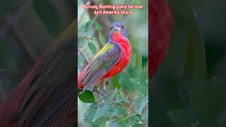 The Painted bunting passerina ciris cardinalidaeNorth americabirds beautifulbirds america [upl. by Preiser]