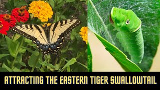 Attracting the Eastern Tiger Swallowtail Butterfly to your Garden [upl. by Maggi761]