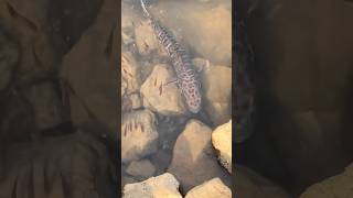 A lizardfish fish lizardfish [upl. by Milak]