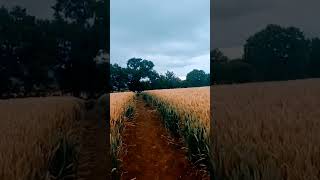 Heading out of Fotheringhay towards elton I heard there are 2 nice pubs there [upl. by Eilrahc792]