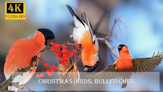 Christmas birds bullfinches [upl. by Roots908]