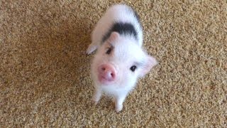 Mini Pig  A Cute Micro Pig Videos Compilation 2016  NEW HD [upl. by Aylatan105]