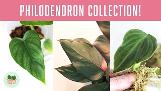 MY PHILODENDRON COLLECTION ┃ Build Your Jungle UK [upl. by Notyalc]