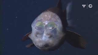 MBARIs Top 10 deepsea animals [upl. by Valeta66]