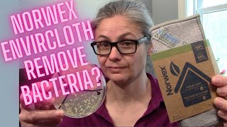 Can you Remove Bacteria by Using Only Water I Tested the Norwex Envirocloth with Petri Dishes [upl. by Nyrb]