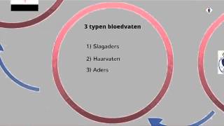 bloedsomloop deel 3 de haarvaten [upl. by Kania675]