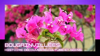 Bougainvillée bougainvilliers bougainvillea bougainvillier garden vegetosphere bougainvillea [upl. by Marciano]